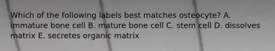 Which of the following labels best matches osteocyte? A. immature bone cell B. mature bone cell C. stem cell D. dissolves matrix E. secretes organic matrix