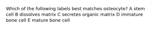 Which of the following labels best matches osteocyte? A stem cell B dissolves matrix C secretes organic matrix D immature bone cell E mature bone cell