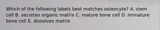 Which of the following labels best matches osteocyte? A. stem cell B. secretes organic matrix C. mature bone cell D. immature bone cell E. dissolves matrix