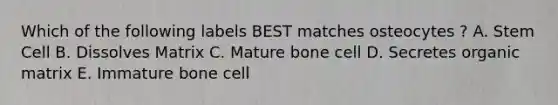 Which of the following labels BEST matches osteocytes ? A. Stem Cell B. Dissolves Matrix C. Mature bone cell D. Secretes organic matrix E. Immature bone cell