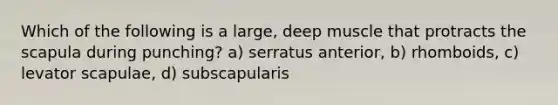 Which of the following is a large, deep muscle that protracts the scapula during punching? a) serratus anterior, b) rhomboids, c) levator scapulae, d) subscapularis