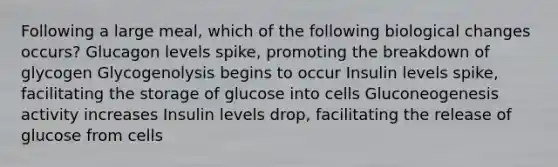 Following a large meal, which of the following biological changes occurs? Glucagon levels spike, promoting the breakdown of glycogen Glycogenolysis begins to occur Insulin levels spike, facilitating the storage of glucose into cells Gluconeogenesis activity increases Insulin levels drop, facilitating the release of glucose from cells