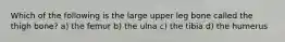 Which of the following is the large upper leg bone called the thigh bone? a) the femur b) the ulna c) the tibia d) the humerus