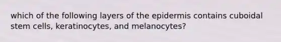 which of the following layers of the epidermis contains cuboidal stem cells, keratinocytes, and melanocytes?