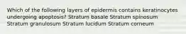 Which of the following layers of epidermis contains keratinocytes undergoing apoptosis? Stratum basale Stratum spinosum Stratum granulosum Stratum lucidum Stratum corneum