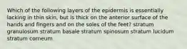 Which of the following layers of the epidermis is essentially lacking in thin skin, but is thick on the anterior surface of the hands and fingers and on the soles of the feet? stratum granulosum stratum basale stratum spinosum stratum lucidum stratum corneum