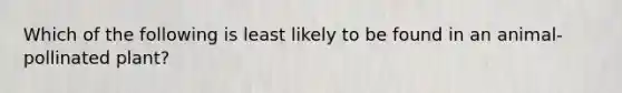 Which of the following is least likely to be found in an animal-pollinated plant?