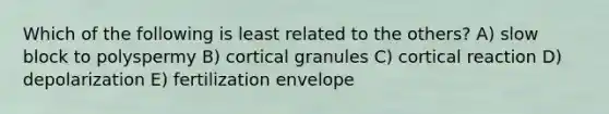 Which of the following is least related to the others? A) slow block to polyspermy B) cortical granules C) cortical reaction D) depolarization E) fertilization envelope