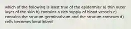 which of the following is least true of the epidermis? a) thin outer layer of the skin b) contains a rich supply of blood vessels c) contains the stratum germinativum and the stratum corneum d) cells becomes keratinized