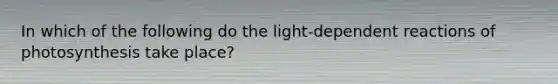 In which of the following do the light-dependent reactions of photosynthesis take place?