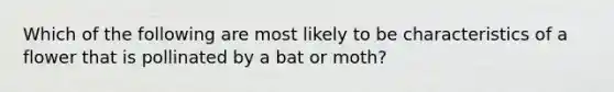 Which of the following are most likely to be characteristics of a flower that is pollinated by a bat or moth?