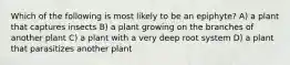 Which of the following is most likely to be an epiphyte? A) a plant that captures insects B) a plant growing on the branches of another plant C) a plant with a very deep root system D) a plant that parasitizes another plant