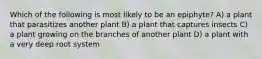 Which of the following is most likely to be an epiphyte? A) a plant that parasitizes another plant B) a plant that captures insects C) a plant growing on the branches of another plant D) a plant with a very deep root system