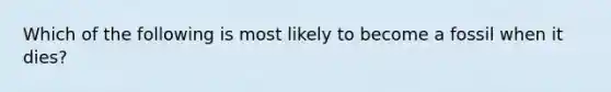 Which of the following is most likely to become a fossil when it dies?