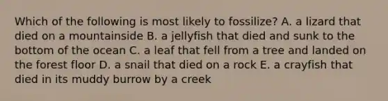 Which of the following is most likely to fossilize? A. a lizard that died on a mountainside B. a jellyfish that died and sunk to the bottom of the ocean C. a leaf that fell from a tree and landed on the forest floor D. a snail that died on a rock E. a crayfish that died in its muddy burrow by a creek