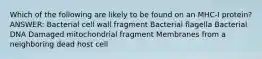 Which of the following are likely to be found on an MHC-I protein? ANSWER: Bacterial cell wall fragment Bacterial flagella Bacterial DNA Damaged mitochondrial fragment Membranes from a neighboring dead host cell