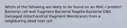 Which of the following are likely to be found on an MHC-I protein? Bacterial cell wall fragment Bacterial flagella Bacterial DNA Damaged mitochondrial fragment Membranes from a neighboring dead host cell