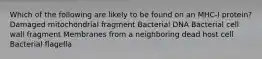 Which of the following are likely to be found on an MHC-I protein? Damaged mitochondrial fragment Bacterial DNA Bacterial cell wall fragment Membranes from a neighboring dead host cell Bacterial flagella