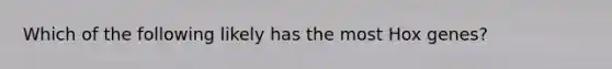 Which of the following likely has the most Hox genes?