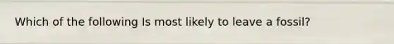 Which of the following Is most likely to leave a fossil?