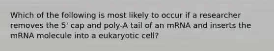 Which of the following is most likely to occur if a researcher removes the 5' cap and poly-A tail of an mRNA and inserts the mRNA molecule into a eukaryotic cell?