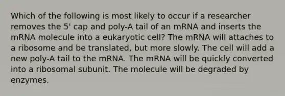 Which of the following is most likely to occur if a researcher removes the 5' cap and poly-A tail of an mRNA and inserts the mRNA molecule into a eukaryotic cell? The mRNA will attaches to a ribosome and be translated, but more slowly. The cell will add a new poly-A tail to the mRNA. The mRNA will be quickly converted into a ribosomal subunit. The molecule will be degraded by enzymes.