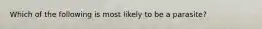 Which of the following is most likely to be a parasite?