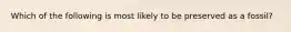 Which of the following is most likely to be preserved as a fossil?