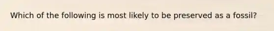 Which of the following is most likely to be preserved as a fossil?