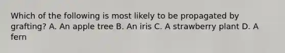 Which of the following is most likely to be propagated by grafting? A. An apple tree B. An iris C. A strawberry plant D. A fern