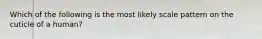Which of the following is the most likely scale pattern on the cuticle of a human?