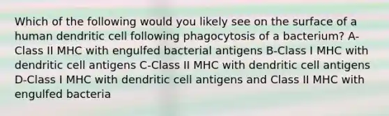 Which of the following would you likely see on the surface of a human dendritic cell following phagocytosis of a bacterium? A-Class II MHC with engulfed bacterial antigens B-Class I MHC with dendritic cell antigens C-Class II MHC with dendritic cell antigens D-Class I MHC with dendritic cell antigens and Class II MHC with engulfed bacteria