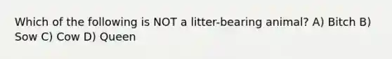 Which of the following is NOT a litter-bearing animal? A) Bitch B) Sow C) Cow D) Queen