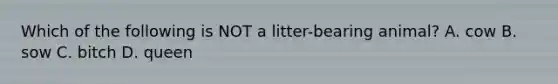 Which of the following is NOT a litter-bearing animal? A. cow B. sow C. bitch D. queen