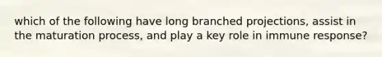 which of the following have long branched projections, assist in the maturation process, and play a key role in immune response?
