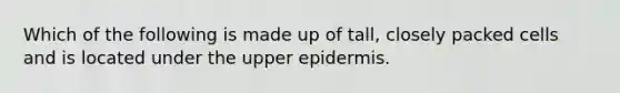 Which of the following is made up of tall, closely packed cells and is located under the upper epidermis.