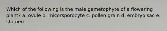 Which of the following is the male gametophyte of a flowering plant? a. ovule b. micorsporocyte c. pollen grain d. embryo sac e. stamen