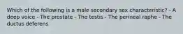 Which of the following is a male secondary sex characteristic? - A deep voice - The prostate - The testis - The perineal raphe - The ductus deferens