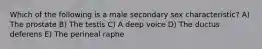 Which of the following is a male secondary sex characteristic? A) The prostate B) The testis C) A deep voice D) The ductus deferens E) The perineal raphe