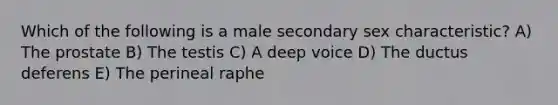 Which of the following is a male secondary sex characteristic? A) The prostate B) The testis C) A deep voice D) The ductus deferens E) The perineal raphe