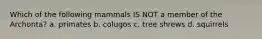 Which of the following mammals IS NOT a member of the Archonta? a. primates b. colugos c. tree shrews d. squirrels