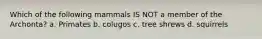 Which of the following mammals IS NOT a member of the Archonta? a. Primates b. colugos c. tree shrews d. squirrels