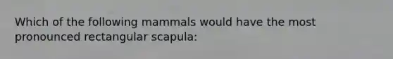 Which of the following mammals would have the most pronounced rectangular scapula: