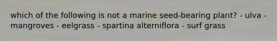 which of the following is not a marine seed-bearing plant? - ulva - mangroves - eelgrass - spartina alterniflora - surf grass