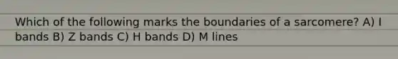 Which of the following marks the boundaries of a sarcomere? A) I bands B) Z bands C) H bands D) M lines