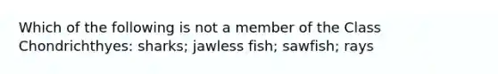 Which of the following is not a member of the Class Chondrichthyes: sharks; jawless fish; sawfish; rays