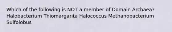 Which of the following is NOT a member of Domain Archaea?Halobacterium Thiomargarita Halococcus Methanobacterium Sulfolobus