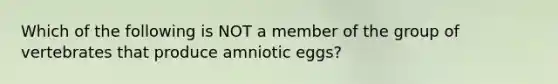 Which of the following is NOT a member of the group of vertebrates that produce amniotic eggs?