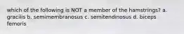 which of the following is NOT a member of the hamstrings? a. gracilis b. semimembranosus c. semitendinosus d. biceps femoris