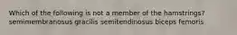 Which of the following is not a member of the hamstrings? semimembranosus gracilis semitendinosus biceps femoris